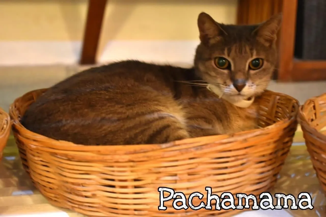 Hotel Boutique Pachamama (Adults Only) Mahahual